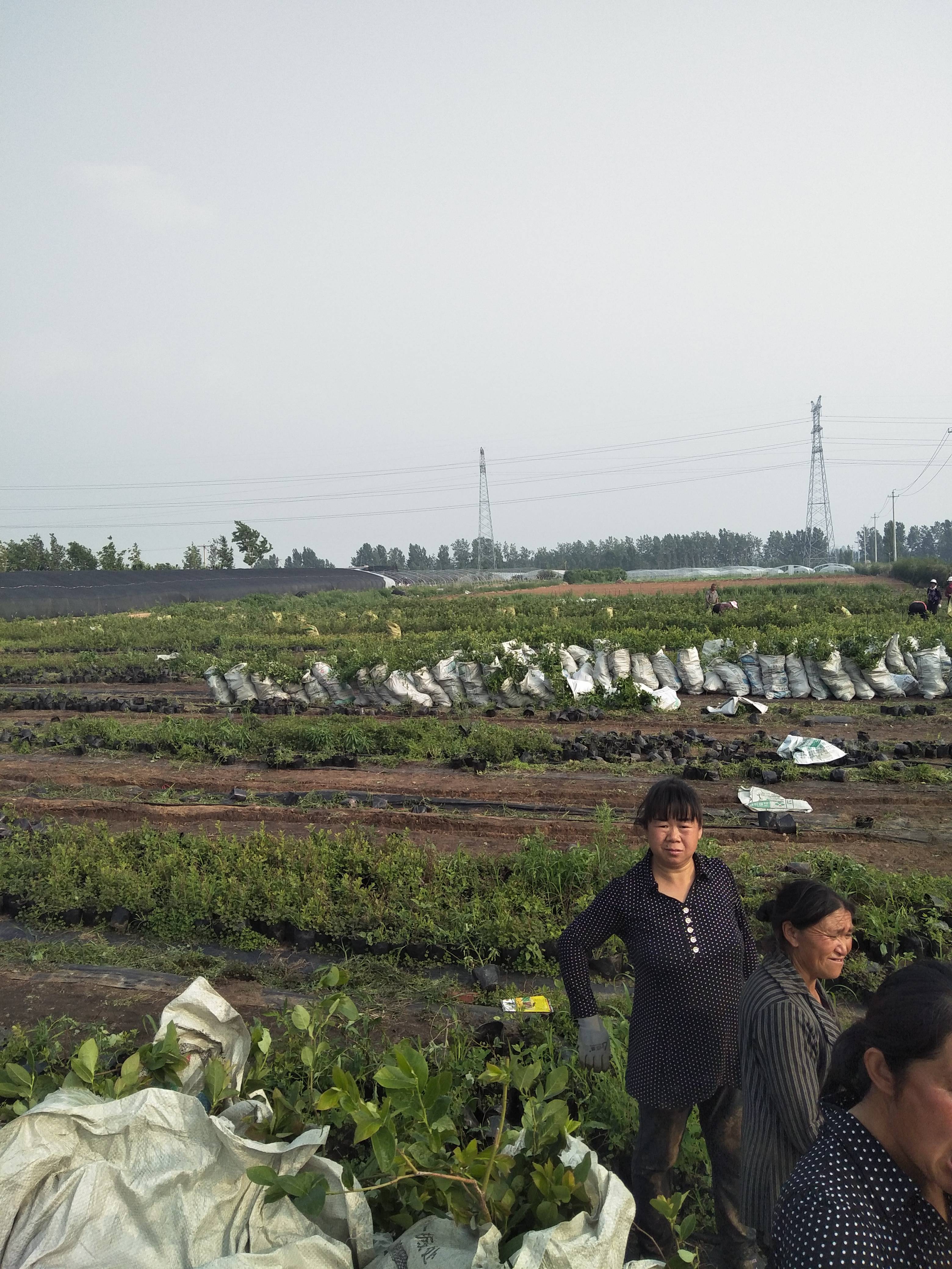 藍(lán)莓樹苗產(chǎn)品介紹藍(lán)莓苗種植距離