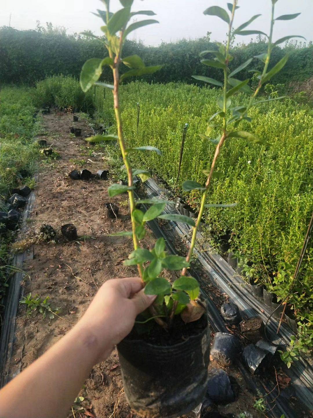 大果型藍莓苗品種介紹藍莓苗種植要求