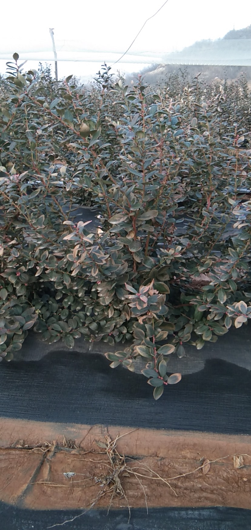 山東藍莓苗栽培技術(shù)藍莓樹苗品種
