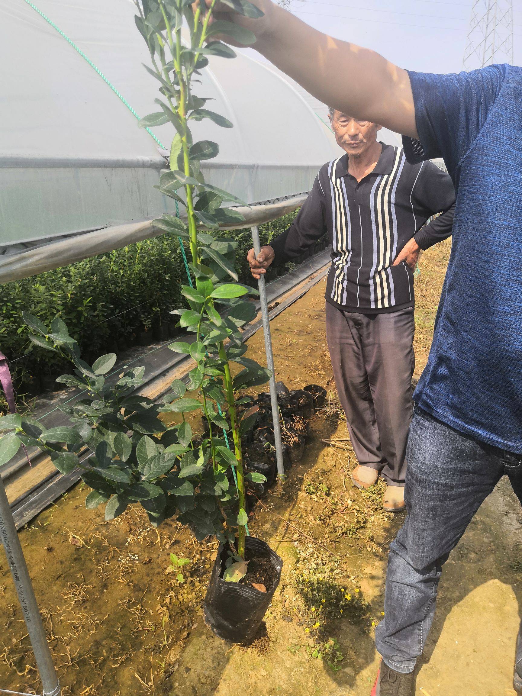 山東藍莓苗栽培技術(shù)藍莓樹苗品種