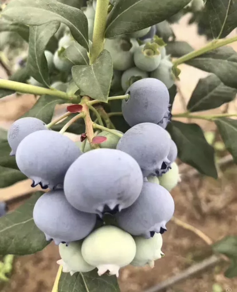 营养杯蓝莓苗大型繁育基地蓝莓苗露天管理技术