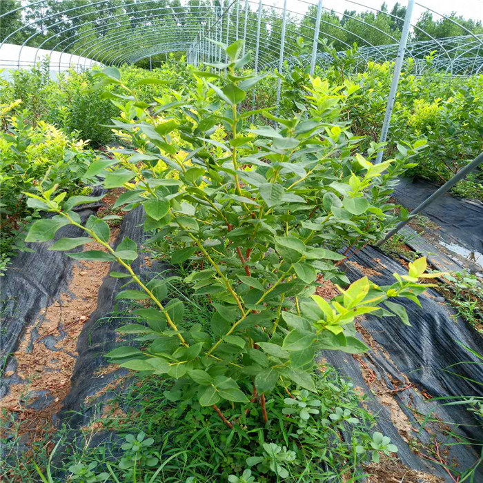 營養(yǎng)缽藍莓苗栽培技術藍莓苗露天管理技術