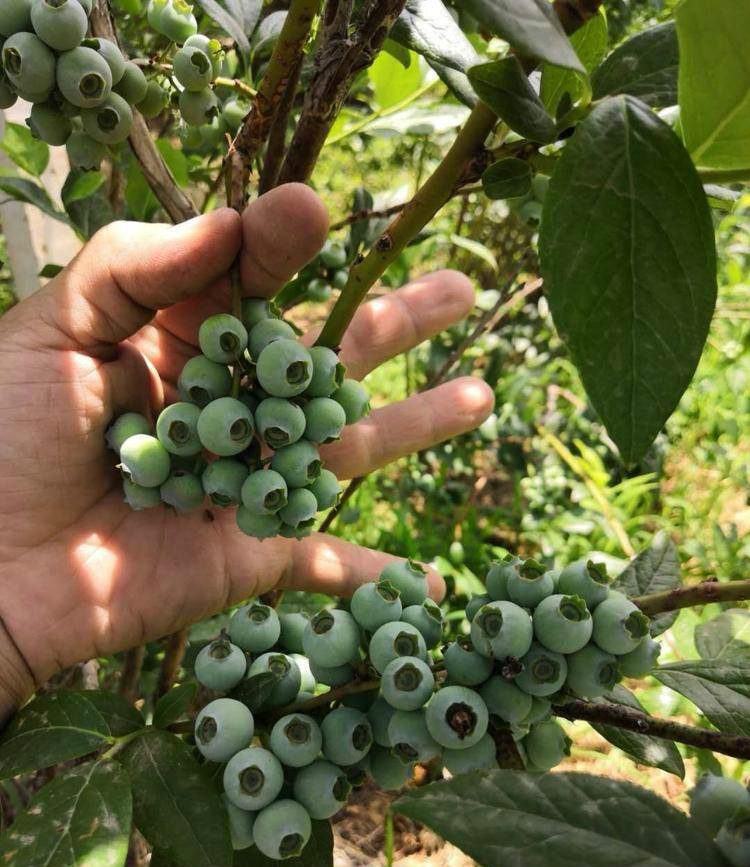 營養(yǎng)杯藍(lán)莓苗大型育苗基地藍(lán)莓苗順豐包郵