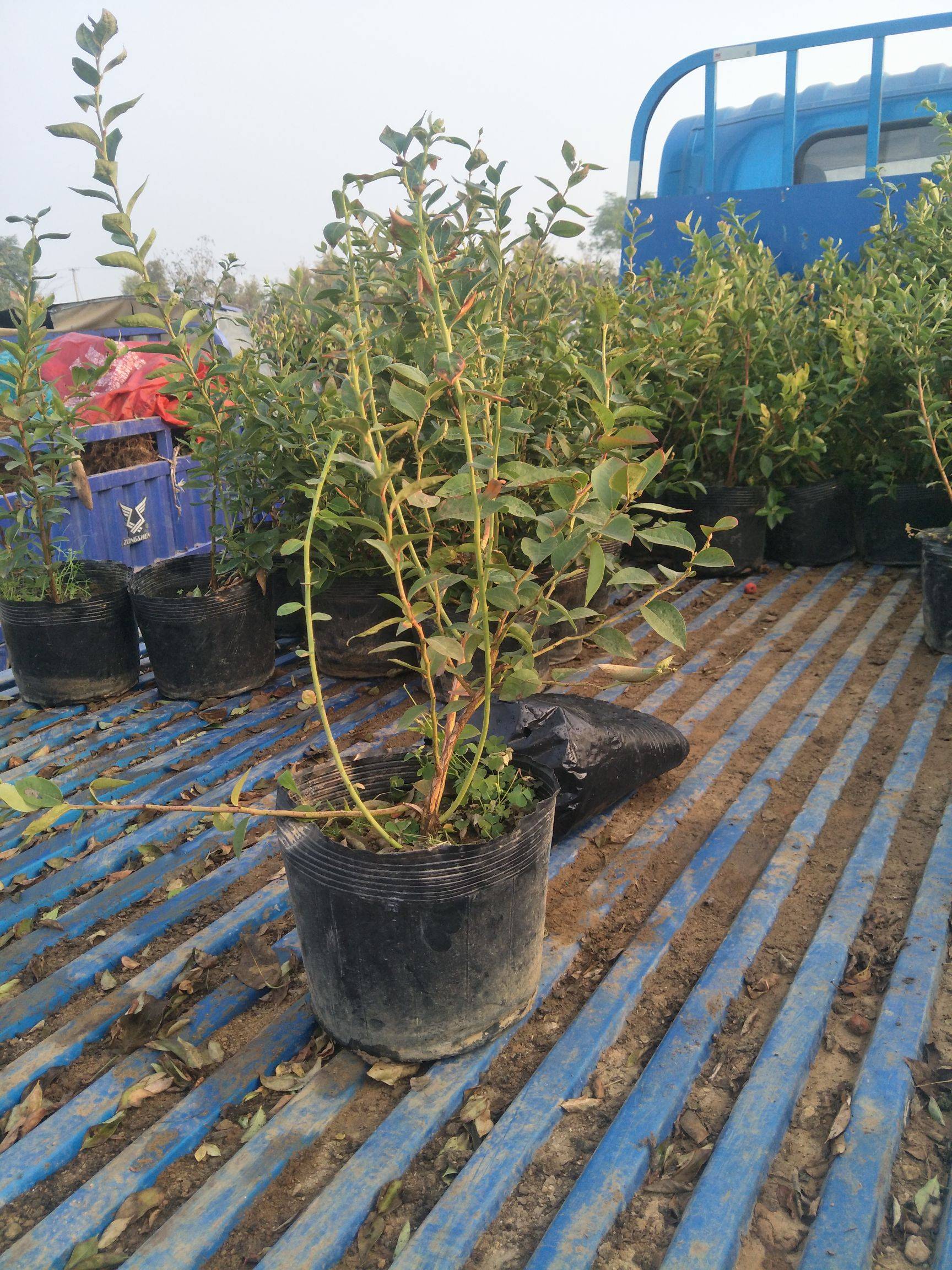 南高叢藍(lán)莓苗種植基地藍(lán)莓樹苗品種