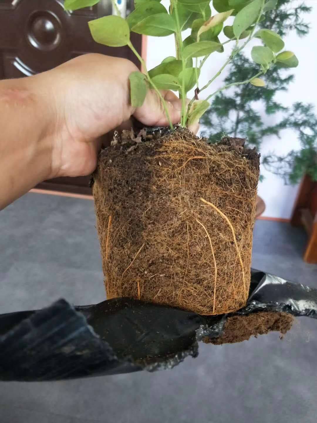 極早熟藍(lán)莓苗種植基地藍(lán)莓苗死苗免費(fèi)補(bǔ)發(fā)
