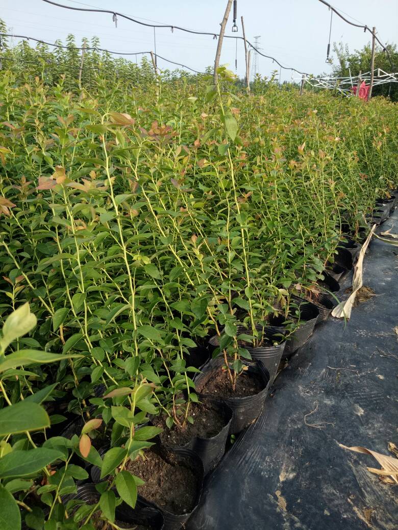 大果型藍莓苗品種介紹藍莓苗種植要求