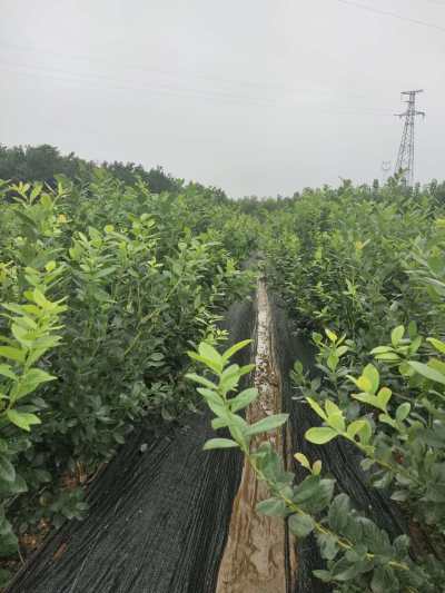 營養(yǎng)杯藍(lán)莓苗大型育苗基地藍(lán)莓苗順豐包郵