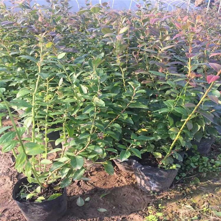 營養(yǎng)缽藍莓苗栽培技術藍莓苗露天管理技術