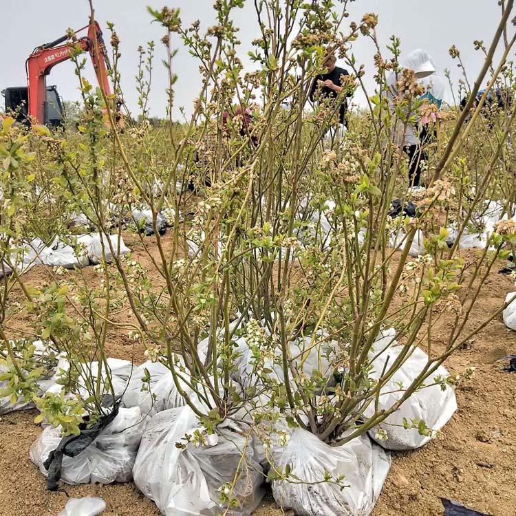 大果型藍莓苗品種介紹藍莓苗種植要求