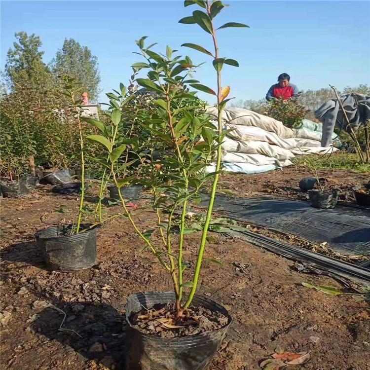 天后藍(lán)莓苗種植技術(shù)天后藍(lán)莓苗種植要求
