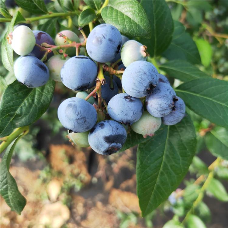 大果型天后蓝莓苗品种介绍天后蓝莓苗死苗免费补发