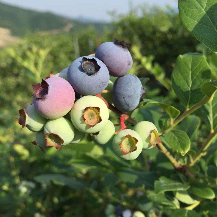 大果型天后蓝莓苗品种介绍天后蓝莓苗死苗免费补发
