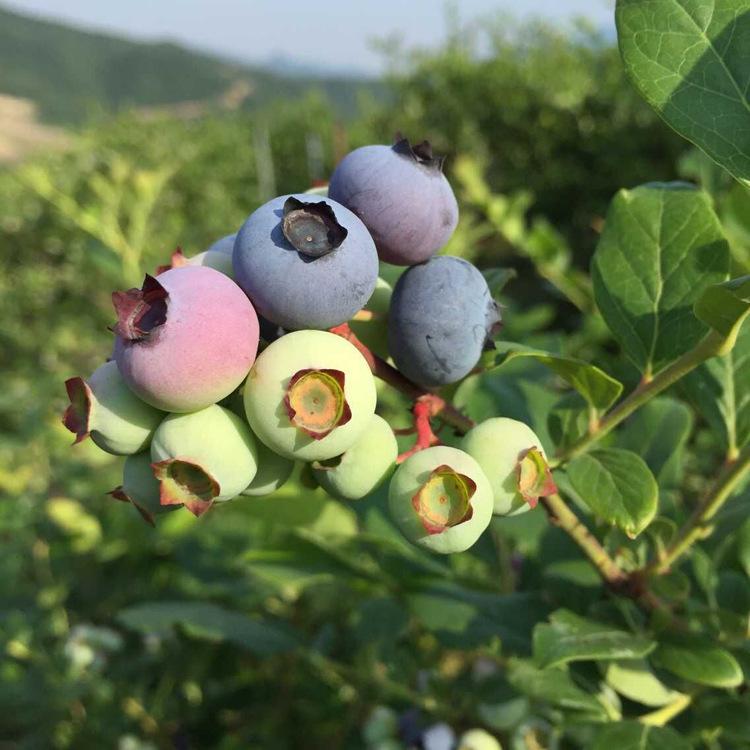 營養(yǎng)缽天后藍莓苗育苗公司天后藍莓苗需冷量