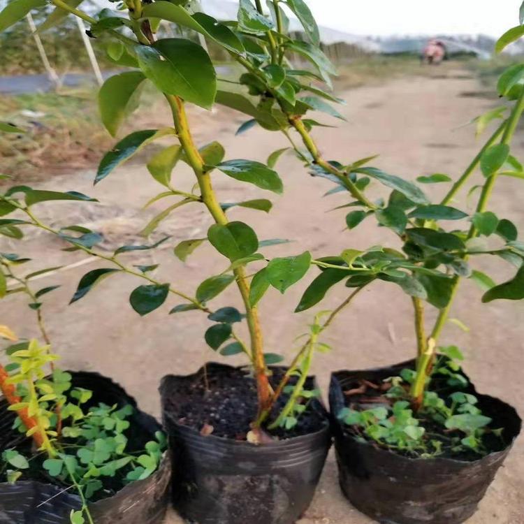 山東天后藍(lán)莓苗種植基地天后藍(lán)莓苗順豐包郵