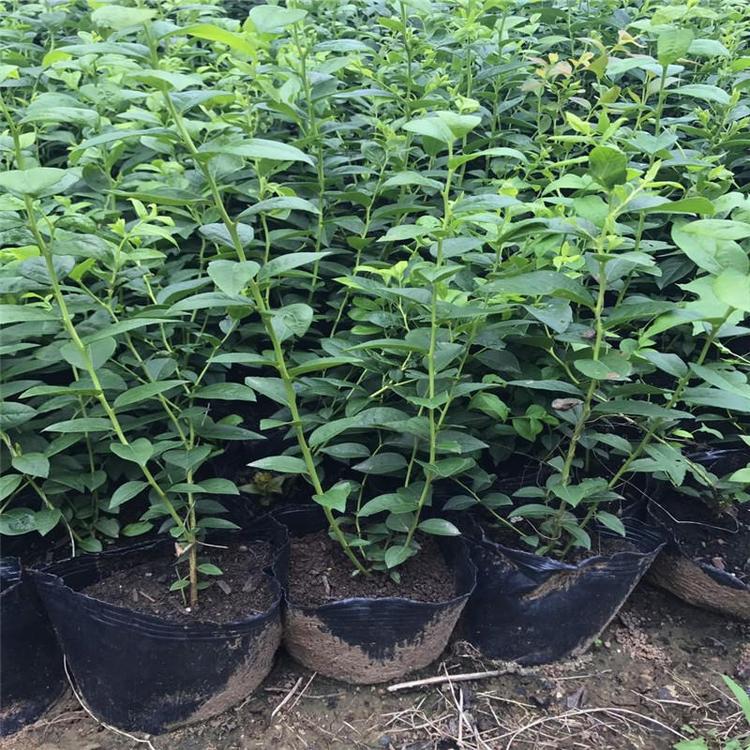 組培脫毒天后藍莓苗種植技術(shù)天后藍莓苗露天管理技術(shù)