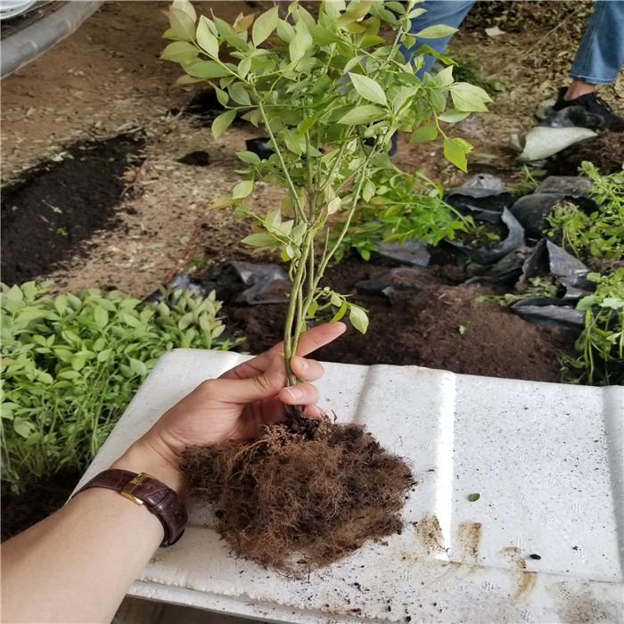 大果型天后蓝莓苗品种介绍天后蓝莓苗死苗免费补发