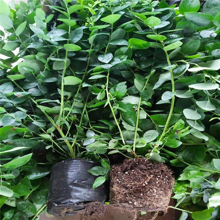 天后藍(lán)莓苗種植技術(shù)天后藍(lán)莓苗種植要求
