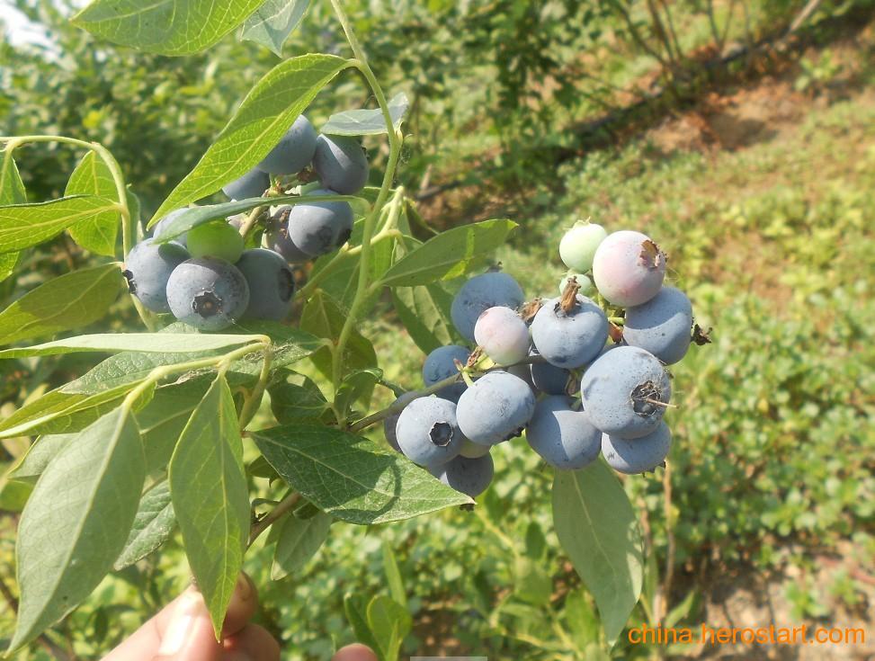 泰安天后蓝莓苗修剪技术天后蓝莓苗种植距离