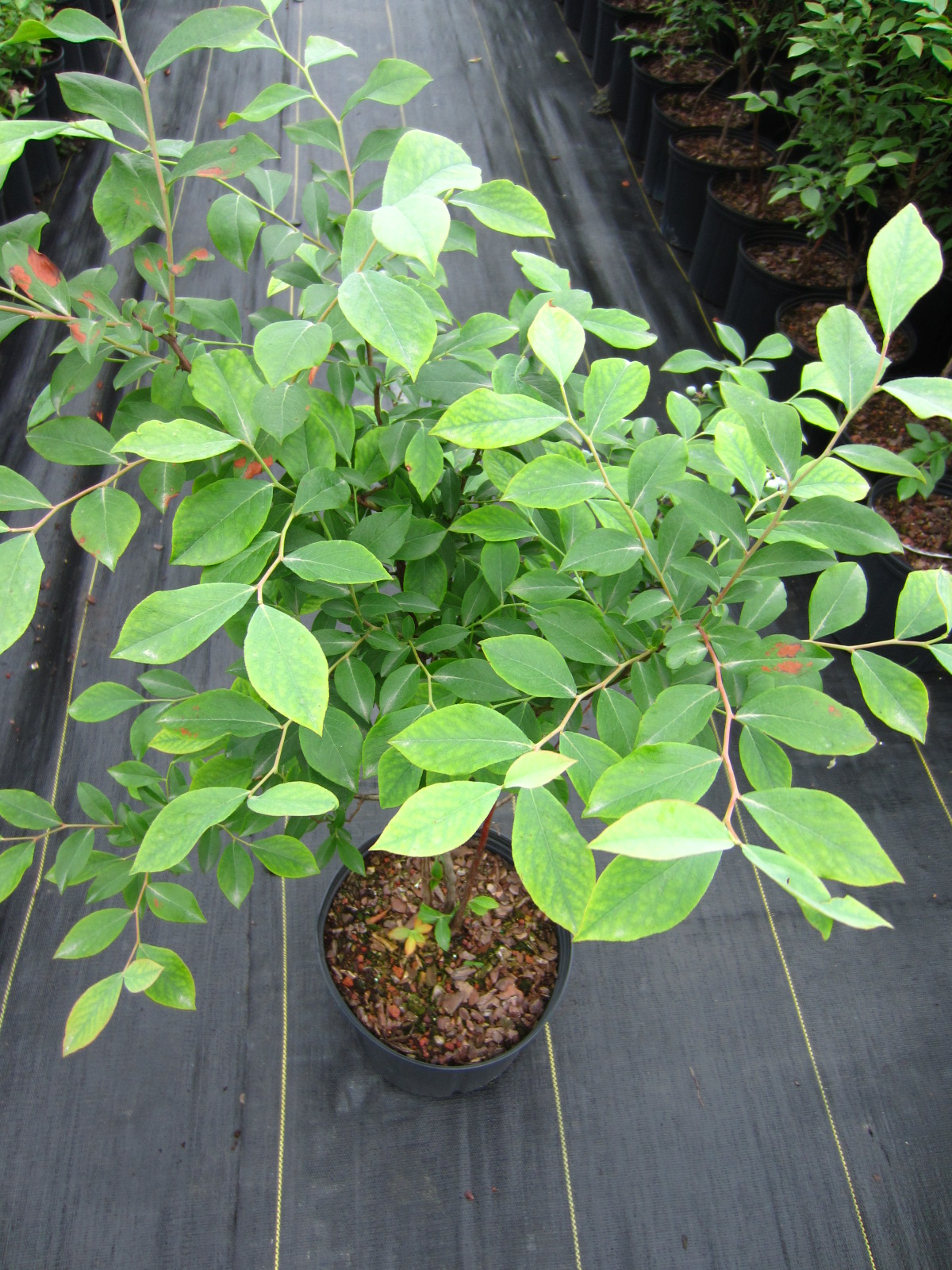 早熟天后藍(lán)莓苗培育技術(shù)天后藍(lán)莓苗根系發(fā)達(dá)