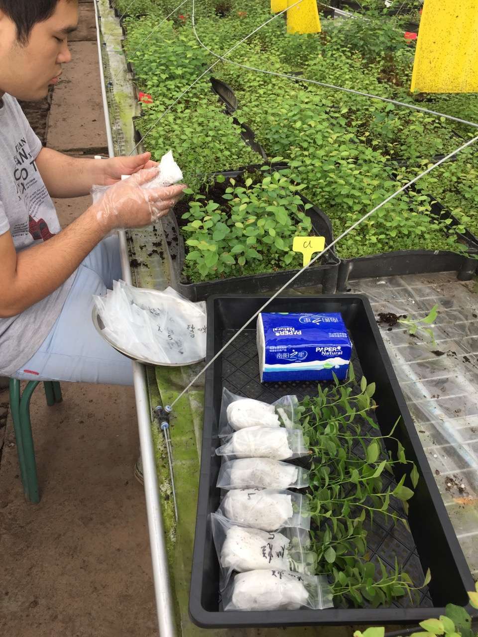 遼寧天后藍莓苗種植技術天后藍莓苗苗木粗壯