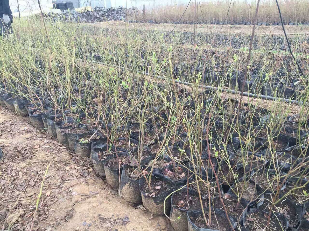 脫毒天后藍(lán)莓苗大型繁育基地天后藍(lán)莓樹苗品種