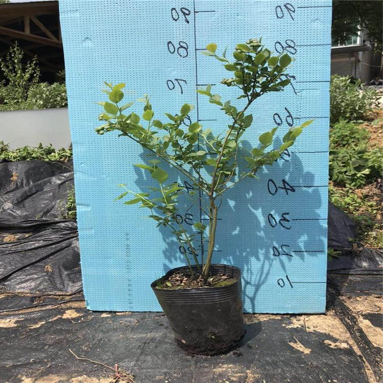 大果天后藍(lán)莓苗圖片大全天后藍(lán)莓苗順豐包郵
