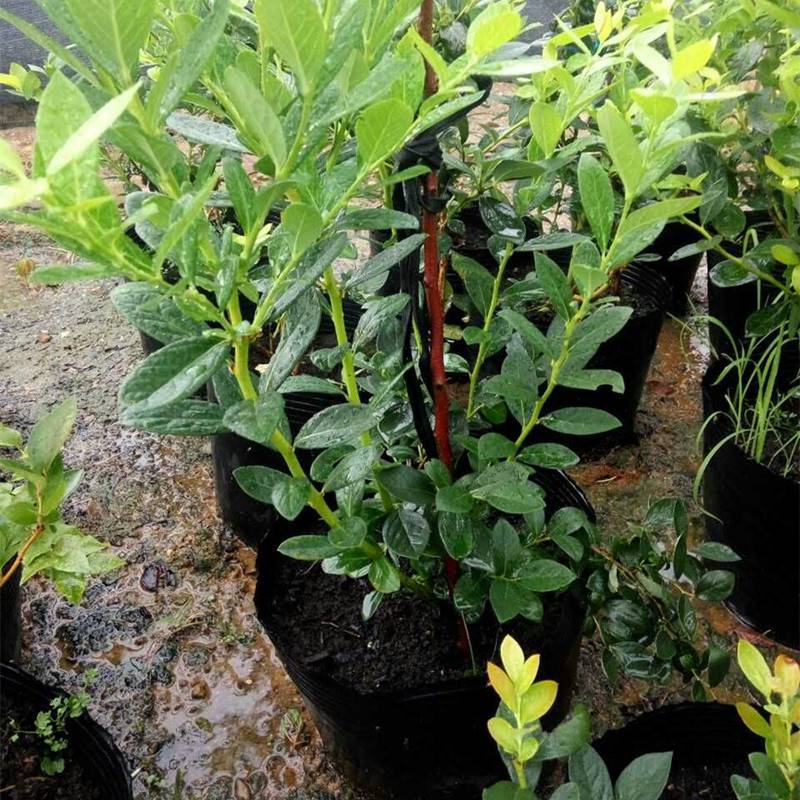 天后藍莓樹苗今日報價天后藍莓苗適應土壤