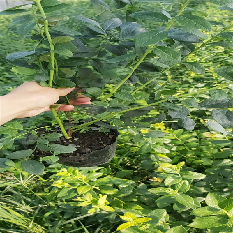 脫毒天后藍(lán)莓苗詳情介紹天后藍(lán)莓苗種植要求