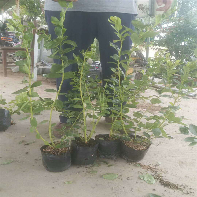 遼寧天后藍莓苗種植技術天后藍莓樹苗適應地區(qū)