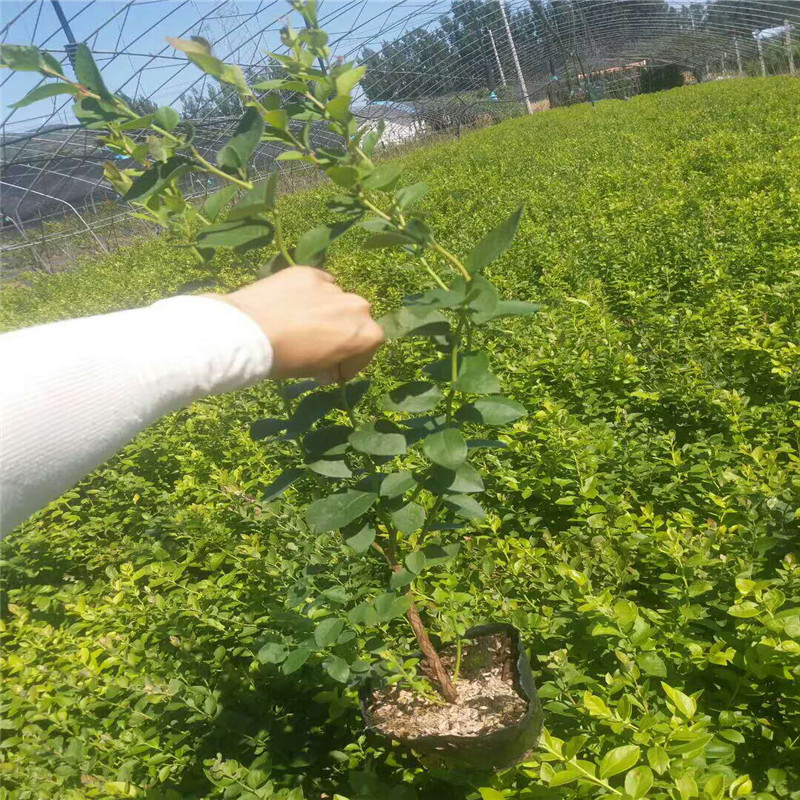 極早熟天后藍(lán)莓苗栽培技術(shù)天后藍(lán)莓苗種植距離