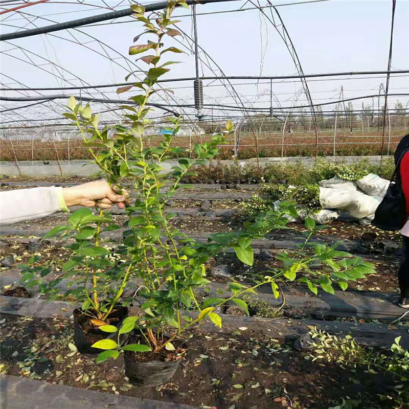 遼寧天后藍莓苗種植技術天后藍莓樹苗適應地區(qū)