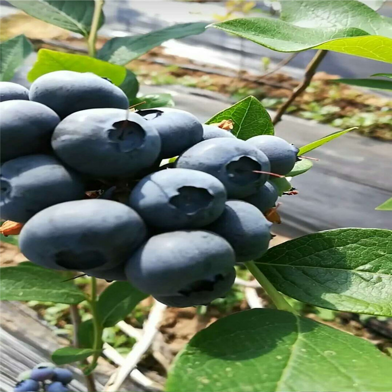 極早熟天后藍莓苗移栽季節(jié)天后藍莓樹苗品種