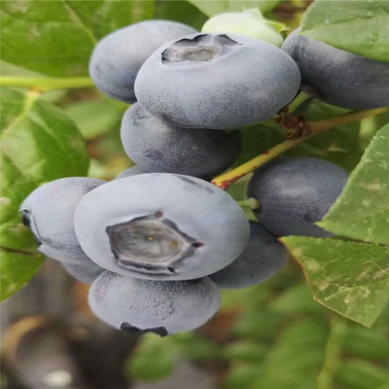 遼寧天后藍莓苗種植技術天后藍莓苗苗木粗壯