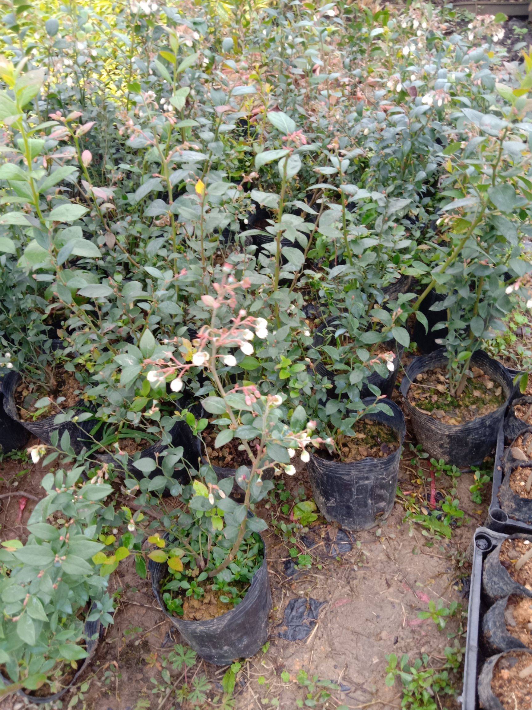 遼寧天后藍莓苗種植技術天后藍莓樹苗適應地區(qū)