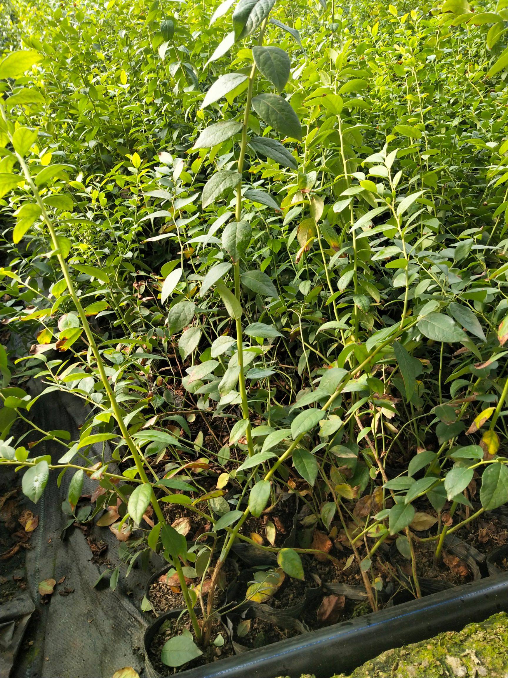 天后藍(lán)莓苗培育技術(shù)天后藍(lán)莓苗需冷量