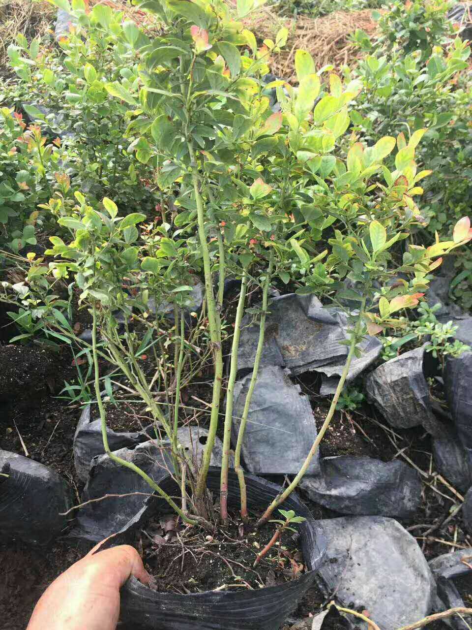 泰安天后蓝莓苗修剪技术天后蓝莓苗种植距离