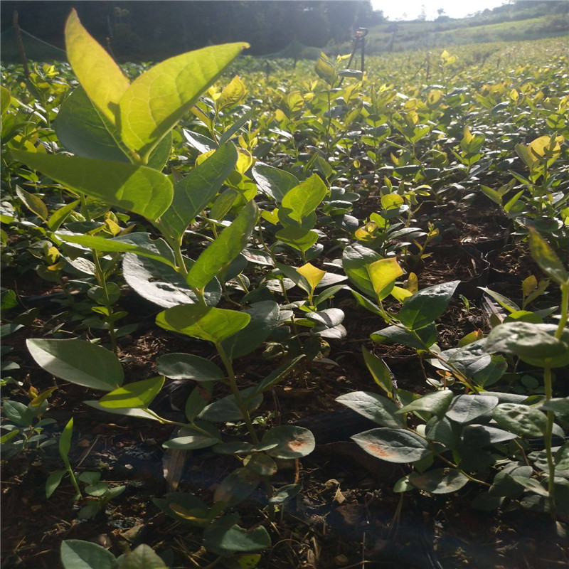 極早熟天后藍莓苗移栽季節(jié)天后藍莓樹苗品種