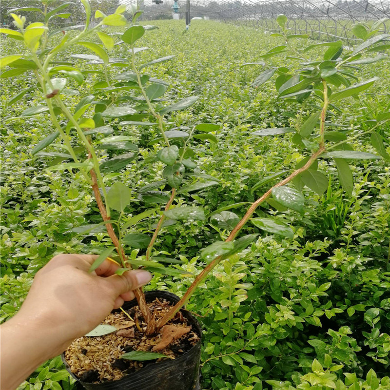 遼寧天后藍莓苗種植技術天后藍莓苗苗木粗壯