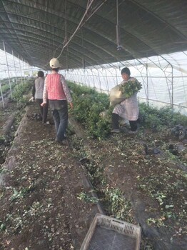 極早熟天后藍莓苗移栽季節(jié)天后藍莓樹苗品種