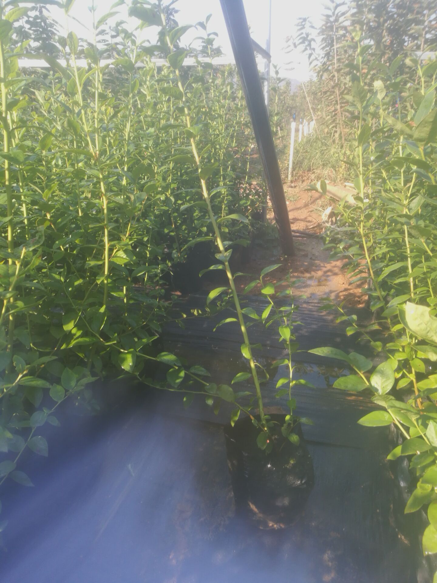 遼寧天后藍莓苗種植技術天后藍莓苗苗木粗壯