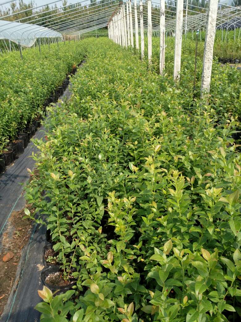 脫毒天后藍(lán)莓苗詳情介紹天后藍(lán)莓苗種植要求