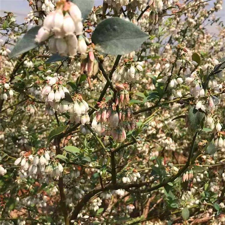 遼寧天后藍莓苗移栽季節(jié)天后藍莓苗根系發(fā)達