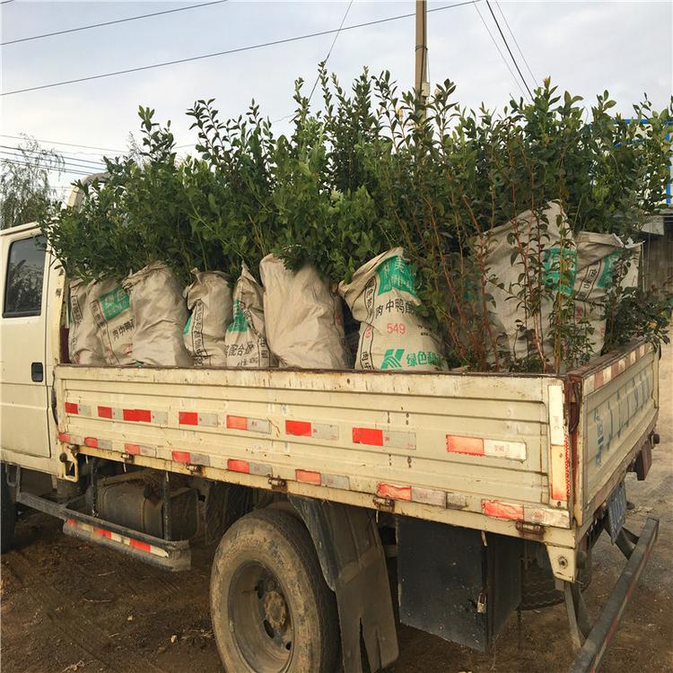 天后藍(lán)莓苗種植技術(shù)天后藍(lán)莓苗種植要求