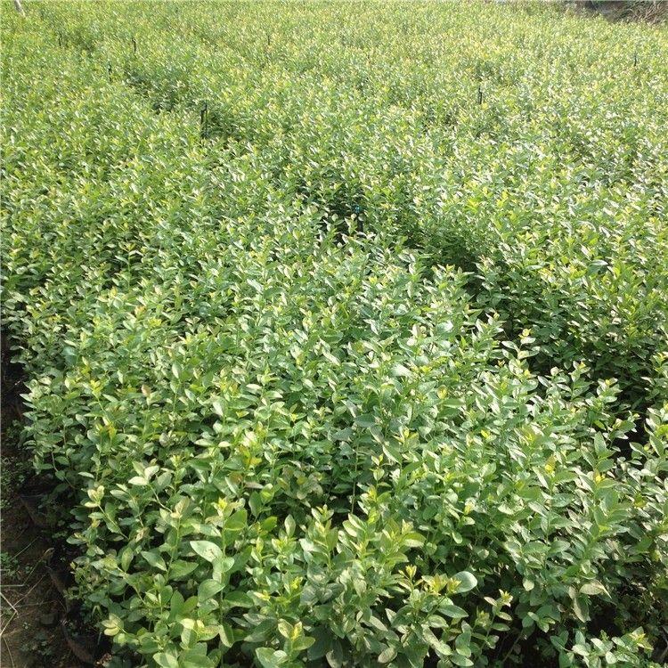 天后藍(lán)莓樹(shù)苗圖文詳情天后藍(lán)莓苗需冷量
