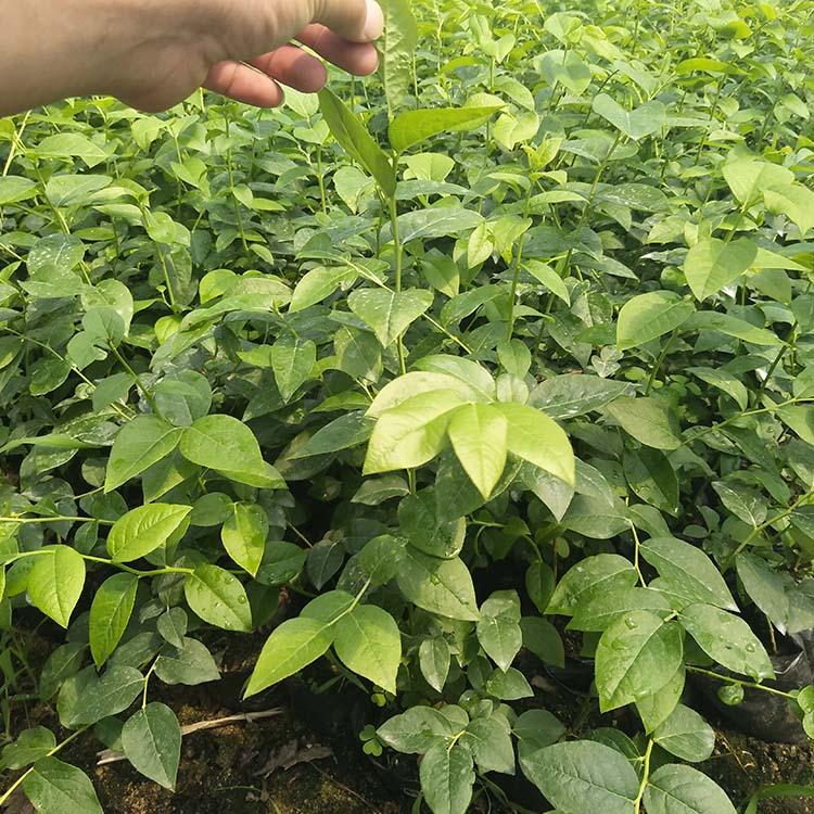 遼寧天后藍莓苗種植技術天后藍莓苗苗木粗壯