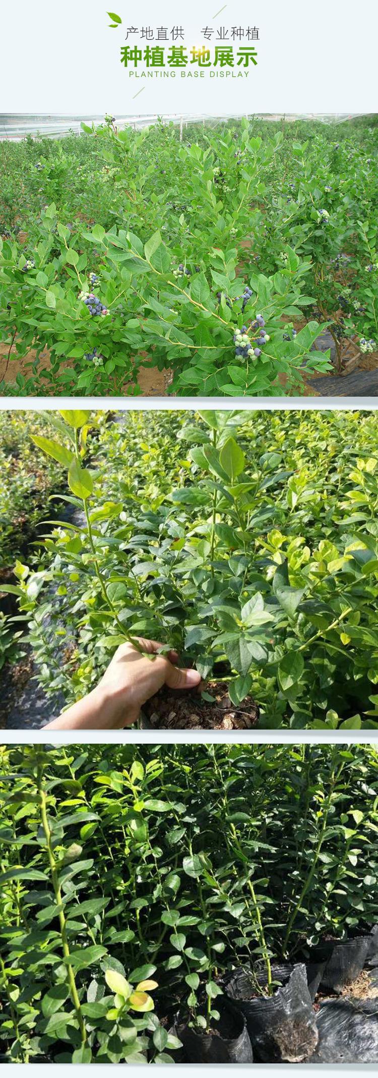 山東天后藍(lán)莓苗種植基地天后藍(lán)莓苗順豐包郵