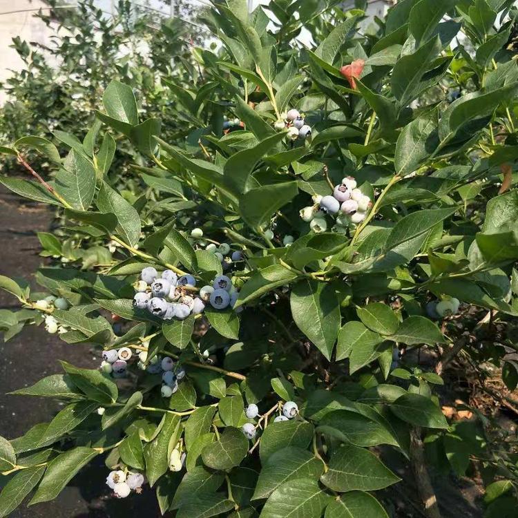 營養(yǎng)杯天后藍莓苗栽種時間天后藍莓苗需冷量
