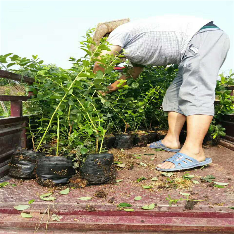 脫毒天后藍(lán)莓苗詳情介紹天后藍(lán)莓苗種植要求