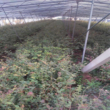 山東天后藍(lán)莓苗種植基地天后藍(lán)莓苗順豐包郵