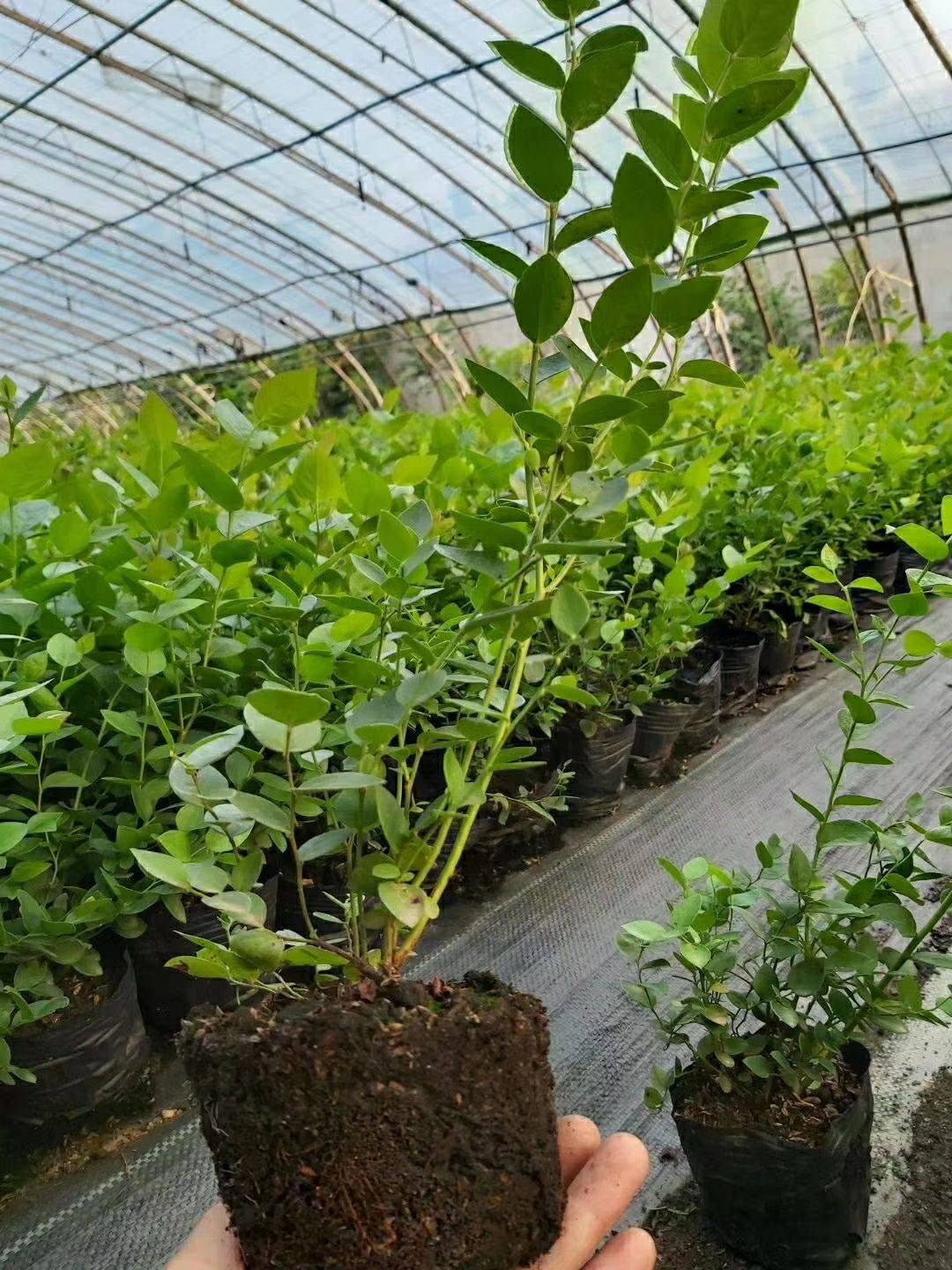 遼寧天后藍莓苗移栽季節(jié)天后藍莓苗根系發(fā)達